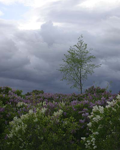 Threatening Sky